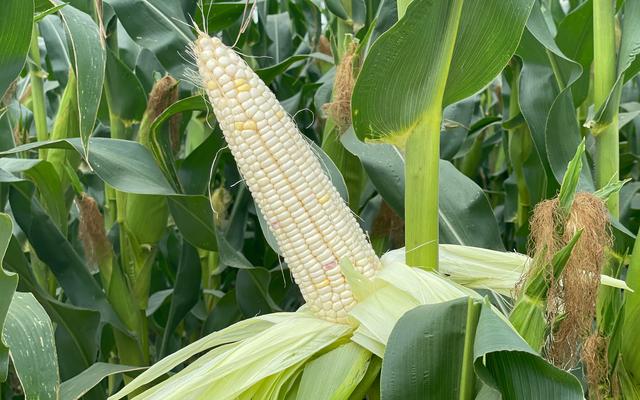 北京种植了3.5万亩鲜食玉米 哪些品种能够捕获市场的心？