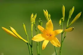 漫语健康 | 8月，黄花菜再不吃，就凉了图片