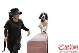 广东“智慧警犬幼儿园”毕业典礼 狗狗“考公”也很难图片