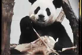 视频︱熊猫界的“杀马特”大耳朵像丸子头帅到飞图片