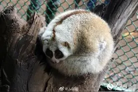 “萌娃”！全国首例人工养殖条件下繁殖的蜂猴宝宝诞生啦图片