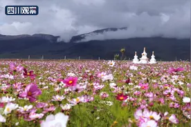 天空之城 格桑花海浪漫绽放图片