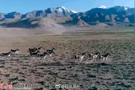 祁连深处的视觉盛宴 航拍肃北成群藏野驴图片