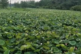 「咸宁e购」咸宁这款不起眼的食材，竟是老中医的最爱，都抢着吃图片