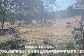 她和志愿者们守护着这片澳大利亚自然保护区视频封面