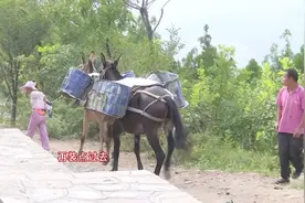 记者寻访神秘马帮 对话济南蚰蜒山侠气“女帮主”图片