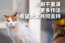 台湾154只走私猫被“处死”引哗然，孙大千痛批：令人发指图片