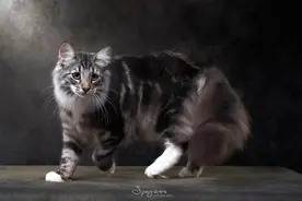 名贵猫咪送医院检测被误做绝育手术，主人很崩溃，院方称误会图片