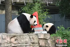 旅美熊猫“小奇迹”庆祝周岁生日 驻美大使秦刚送祝福图片