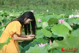 河北隆尧：荷塘美景入画来图片