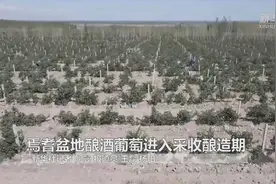 焉耆盆地酿酒葡萄进入采收酿造期视频封面