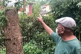 上海一老人修剪自买香樟树被罚14万，央视评论：是修剪一棵树还是僵硬执法给环境带来的危害大？图片