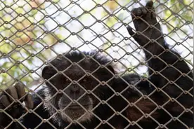 离奇！比利时女子自称与动物园黑猩猩相爱并频繁探望，动物园下禁令图片