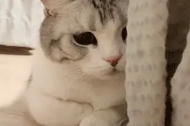 小心，车里长猫了图片