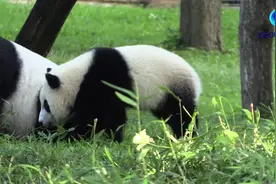 全球连线 | 华盛顿大熊猫宝宝“小奇迹”一周岁啦！来看看它那些可爱的“第一次”图片