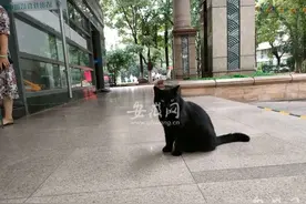 合肥一小区流浪猫成“网红”：能听懂人说话 喜欢和居民玩图片