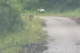 又双叒叕……四川王朗保护区巡护员又碰到大熊猫啦图片