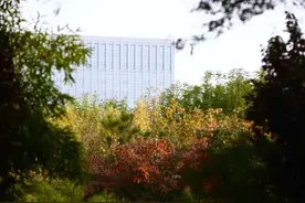 提前收藏！北京经开区这几处公园一入秋，便入了“仙境”图片