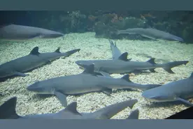 好消息！上海海昌海洋公园首只白鳍鲨宝宝出生啦图片