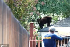 美国加州黑熊闯入居民区“漫步”屋顶图片