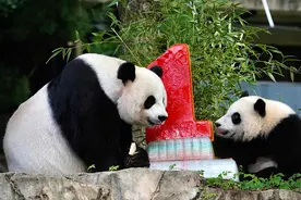 美国：熊猫宝宝“小奇迹”与妈妈庆祝1岁生日 收获特制生日蛋糕图片