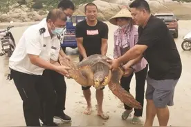 漳浦县一渔民误捕大蠵龟 主动报告并放生图片