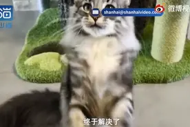 被误做绝育猫主人再发声：医院已道歉并赔偿，猫咪免费赠与新主人图片