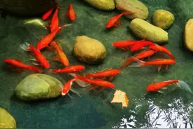 人的悲欢并不相通图片