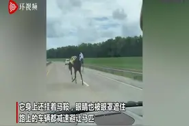 美国一匹赛马仅亮相几分钟就逃离马场 在高速路上狂奔图片