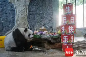 海南熊猫兄弟贡贡舜舜8岁啦！这些生日礼物够时尚图片