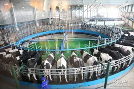 冀有特色·燕赵精品②丨君乐宝：创新驱动 打造世界级好奶粉图片