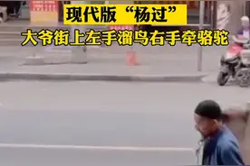 现代版“杨过”！大爷走在街上，左手遛鸟右手牵骆驼图片