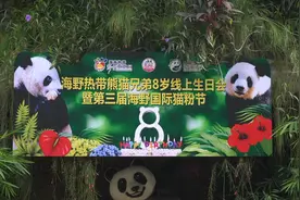 冰蛋糕、花瓣浴、拆盲盒……快来围观熊猫兄弟的豪华生日派对图片