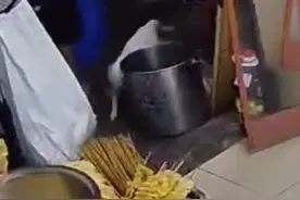 饭店上演“猫鼠大战”动作堪比大片惊呆食客图片