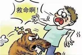 流浪猫狗伤人，责任由谁承担？图片
