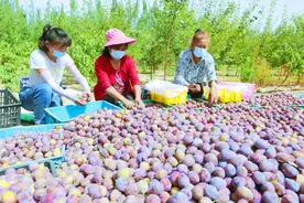 库车市4000余亩西梅喜获丰收图片