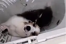 河南一网民被曝发布在洗衣机里淹狗的视频！商丘警方称已介入图片