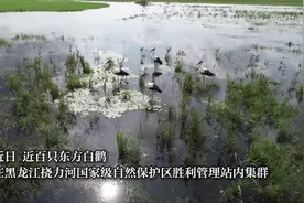 超千只东方白鹳“定居”三江平原视频封面