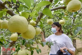田园孟津｜酥梨飘香 助推乡村振兴图片