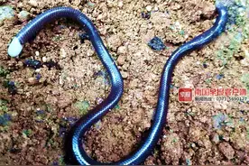 广西九万山发现神秘生物，像身披鳞片的蚯蚓！国内罕见图片