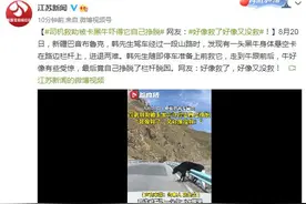 司机救助被卡黑牛吓得它自己挣脱 网友：好像救了好像又没救图片