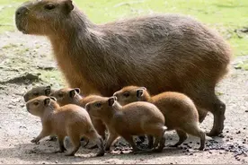 阿根廷首都富人区遭遇水豚“入侵”，当地居民苦不堪言图片