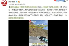 司机救助被卡黑牛吓得它自己挣脱 网友：好像救了好像又没救图片