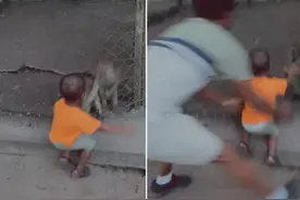 两岁男童在动物园喂猴子 被猴子抓住衣服拉到围栏上图片