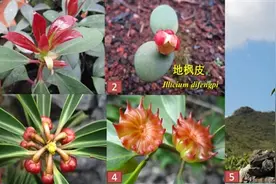 研究证实地枫皮保护性回归可行图片