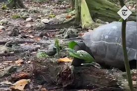 “素食”陆龟捕食从树上掉下来的雏鸟 研究人员感到出乎意料图片