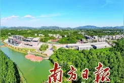 从“电白香”中挖掘致富密码图片