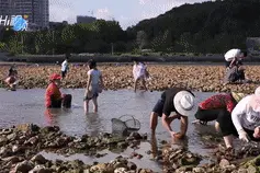 Hi视频丨走！赶海去图片