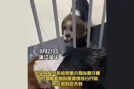 万物皆有灵！小奶狗轮流把肉条叼给狗妈妈吃图片