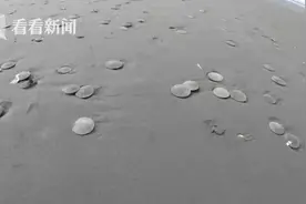 美国成千上万沙币被冲上岸 游客：从没见过这么多图片